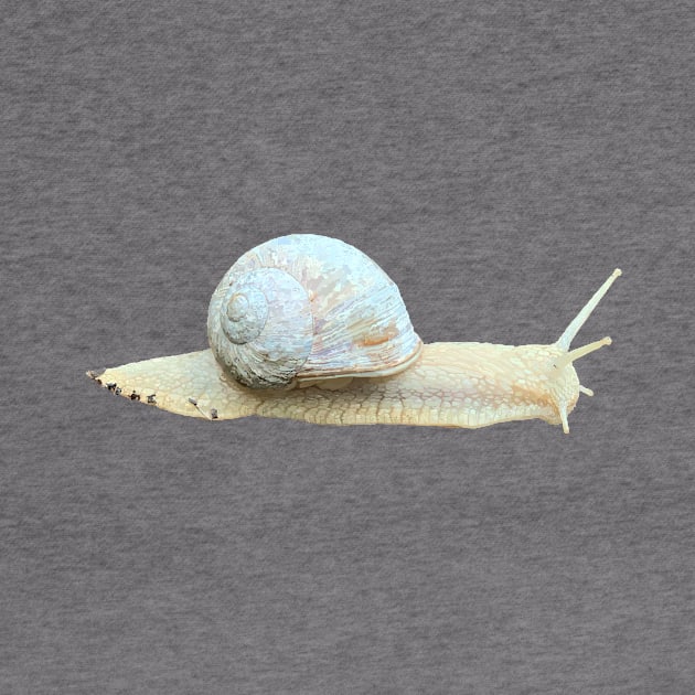 Snail by A_using_colors